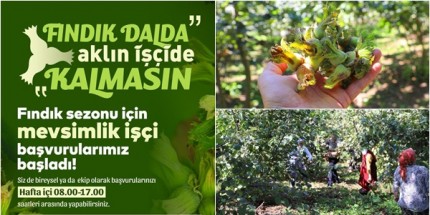Fındık Dalda, Aklın İşçide Kalmasın Projesi 7. Sezonuna Hazır